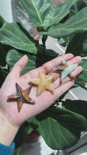 Load and play video in Gallery viewer, Mexican Onyx Starfish
