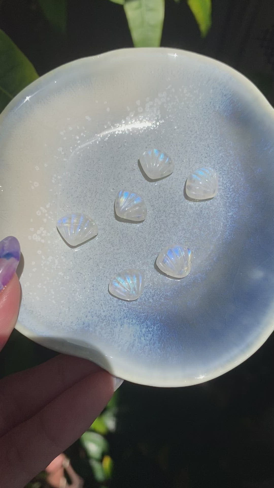High Grade Moonstone Shells