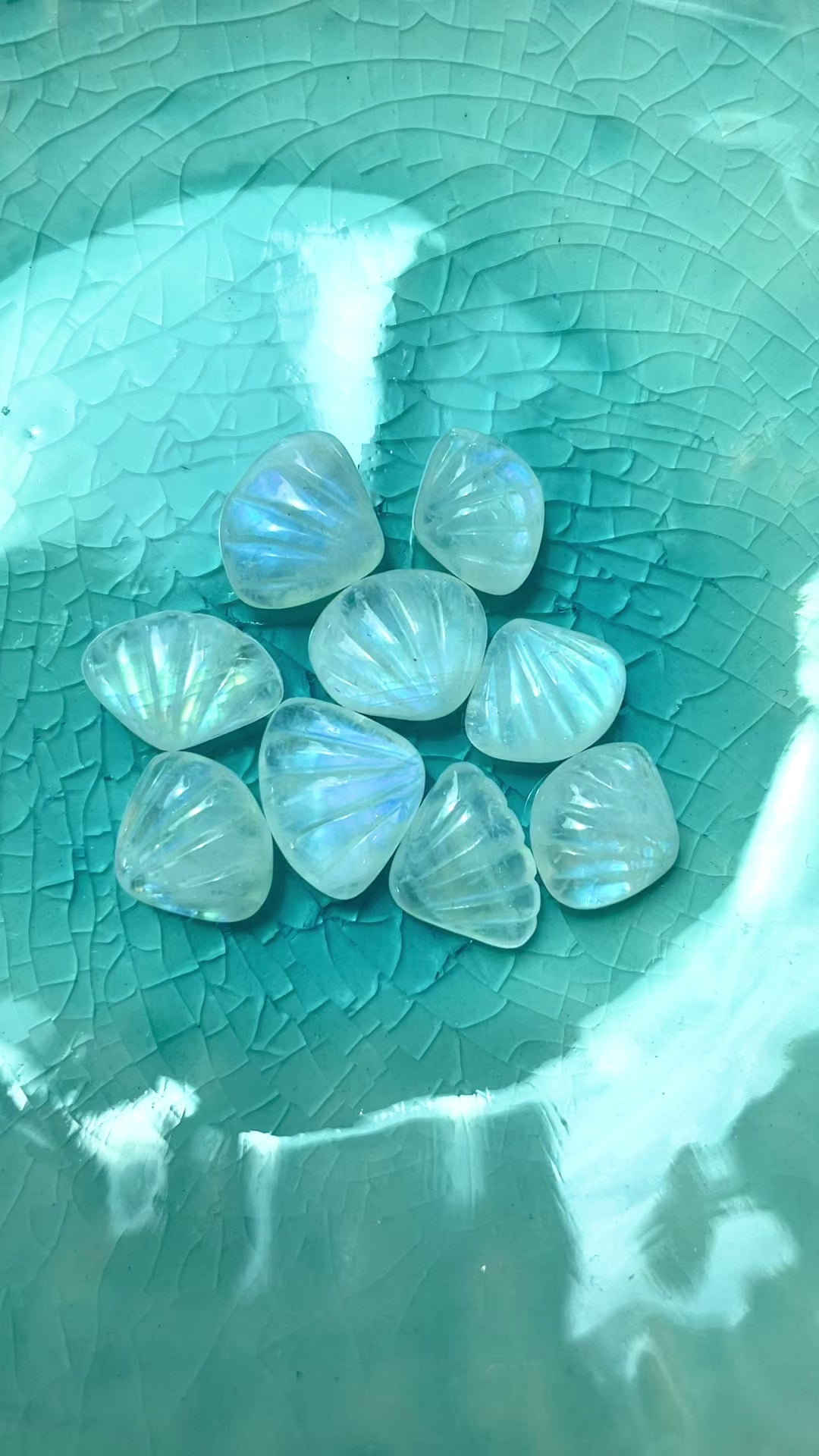 High Grade Moonstone Shells (Preorder)