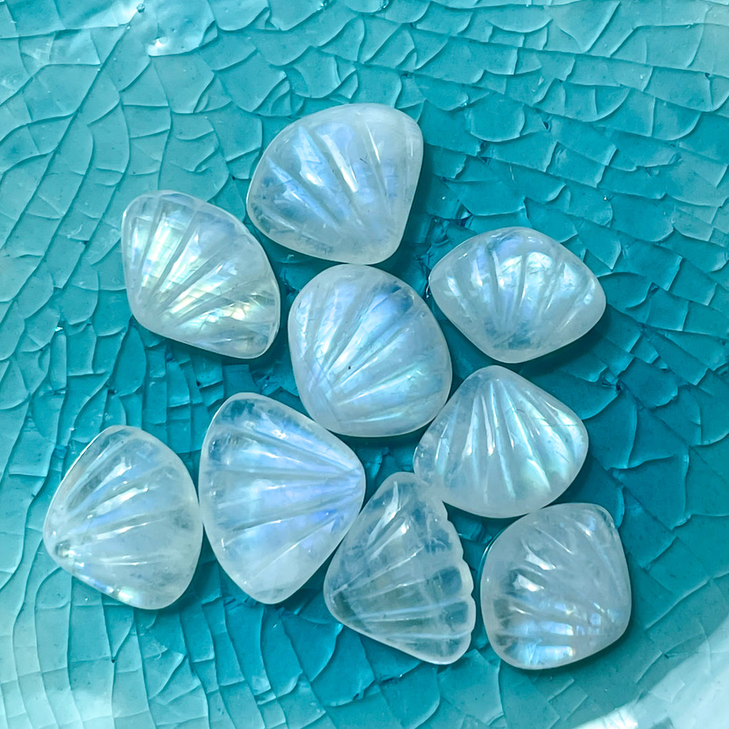 High Grade Moonstone Shells