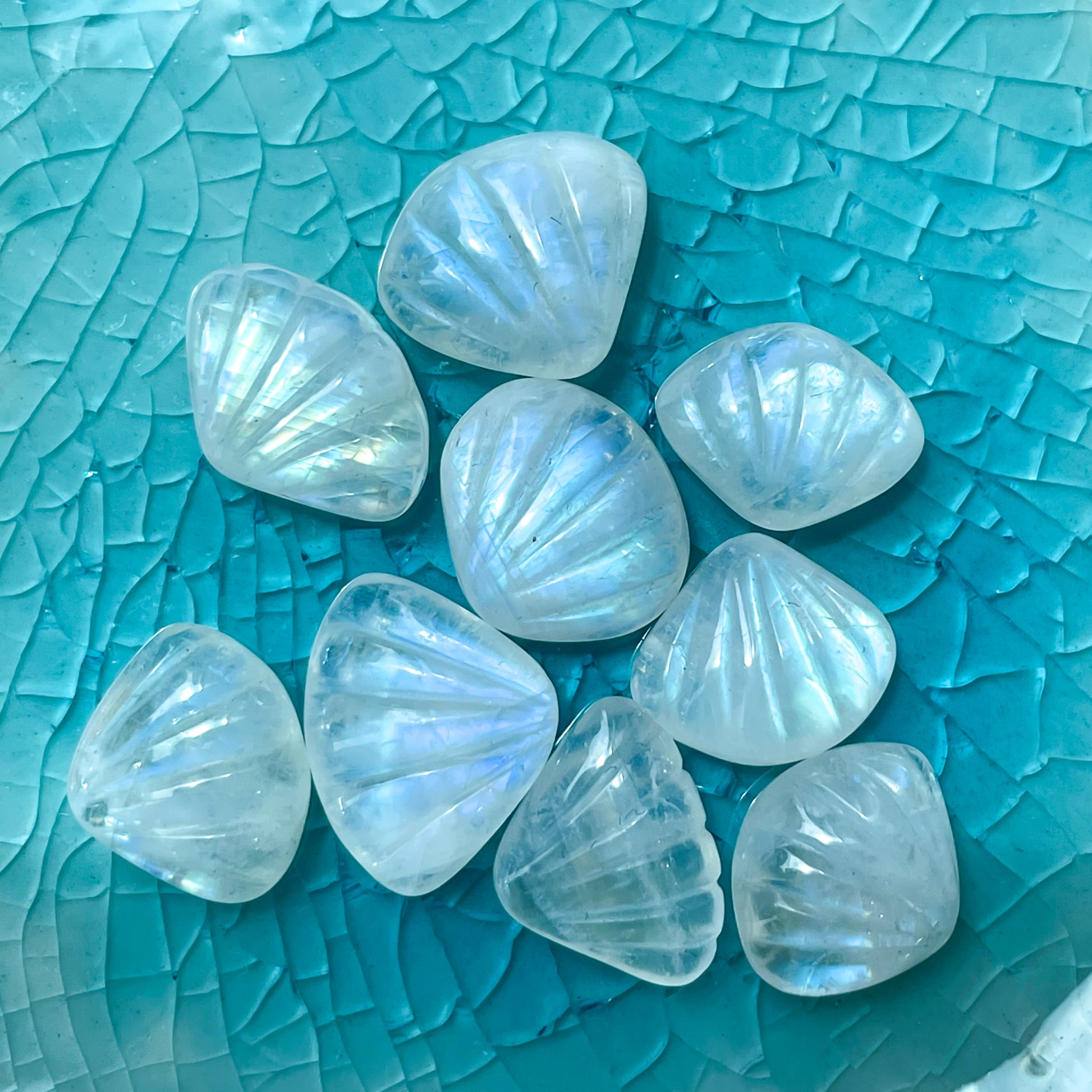 High Grade Moonstone Shells