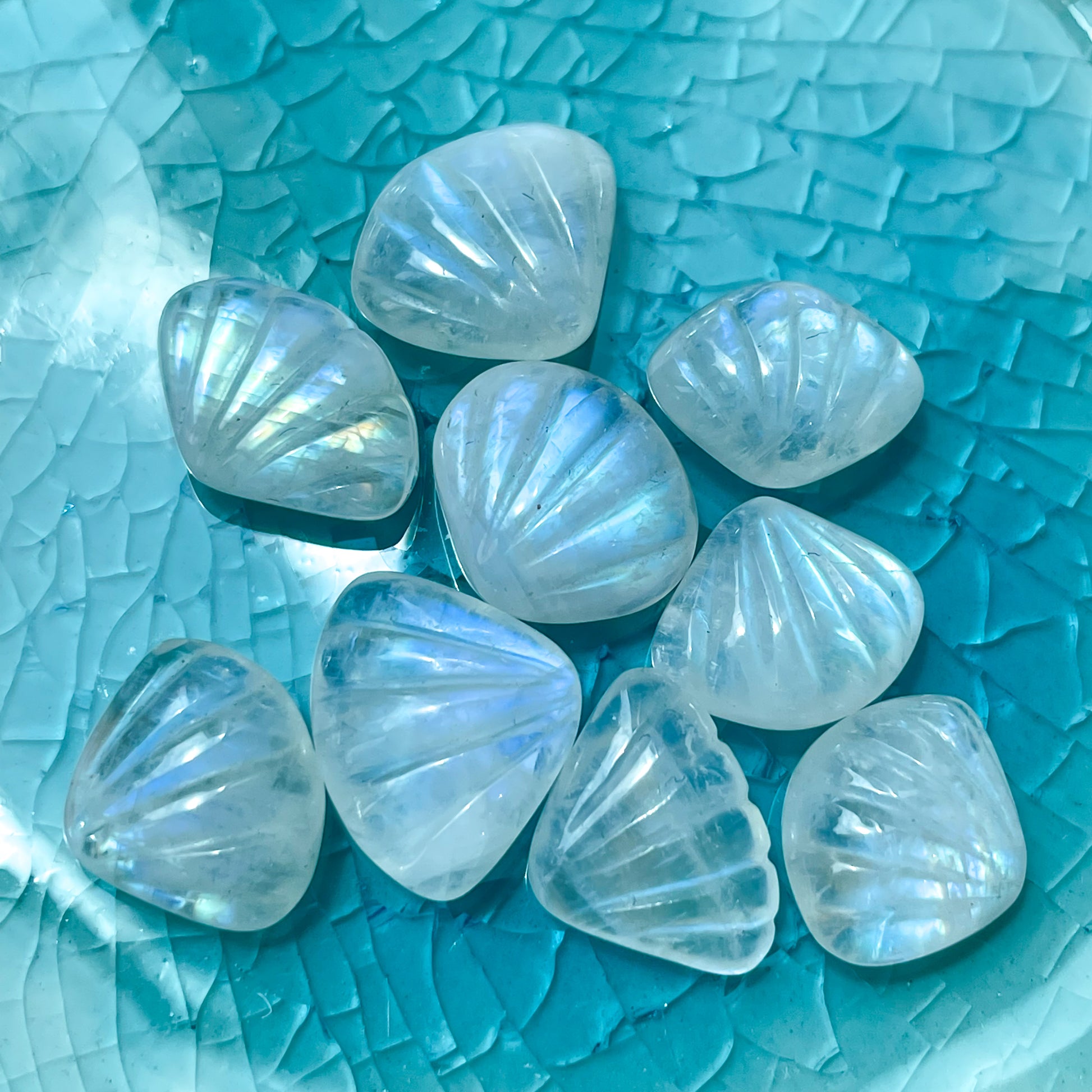 High Grade Moonstone Shells